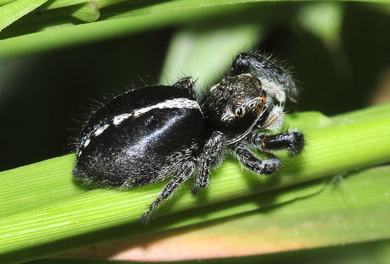 Salticidae: Pellenes sp.  - Paradisia (Grecia)